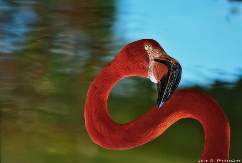 Flexible Flamingo – Nearly an 8